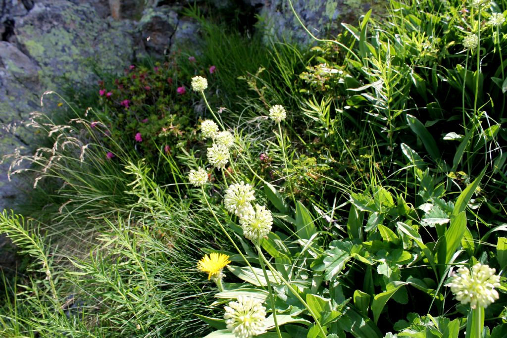 Allium victorialis / Aglio serpentino